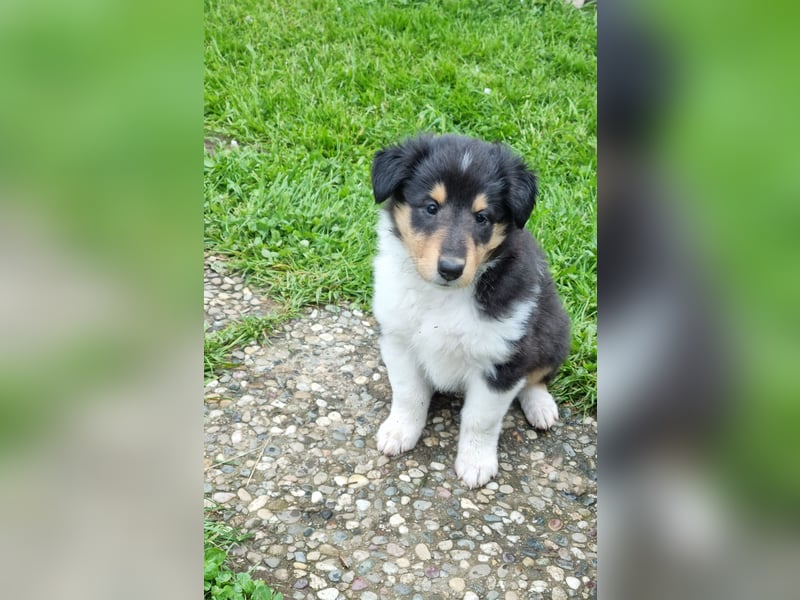 Collie Langhaar Welpen mit VDH Papieren