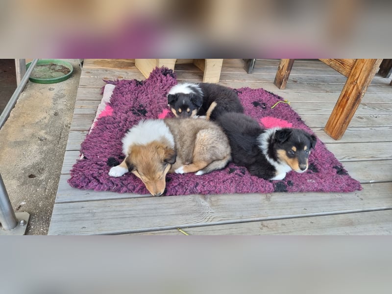 Collie Langhaar Welpen mit VDH Papieren
