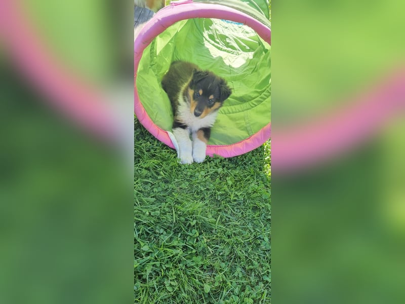 Collie Langhaar Welpen mit VDH Papieren
