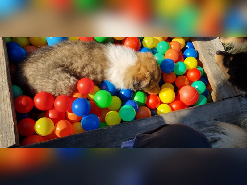 Collie Langhaar Welpen mit VDH Papieren