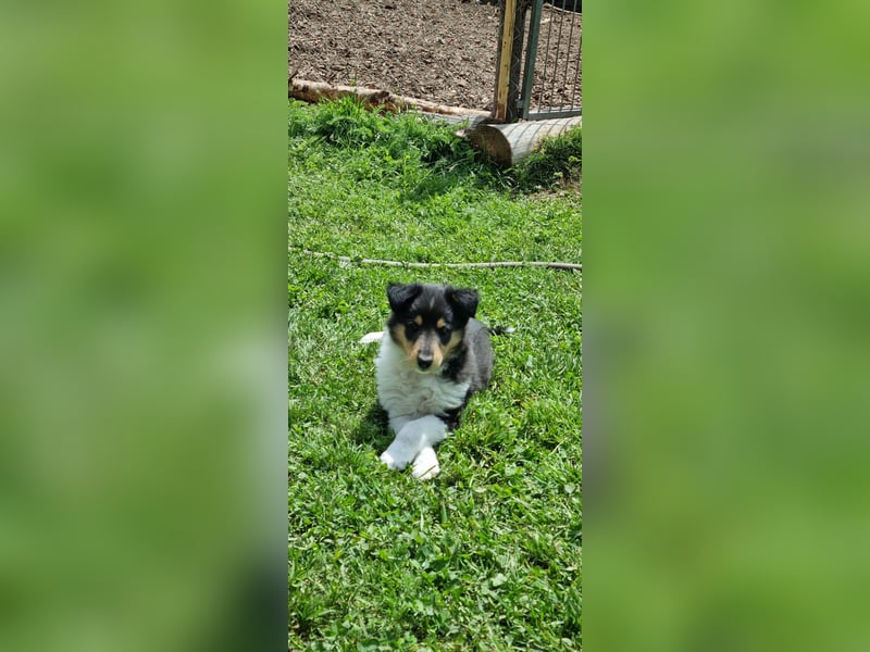 Collie Langhaar Welpen mit VDH Papieren