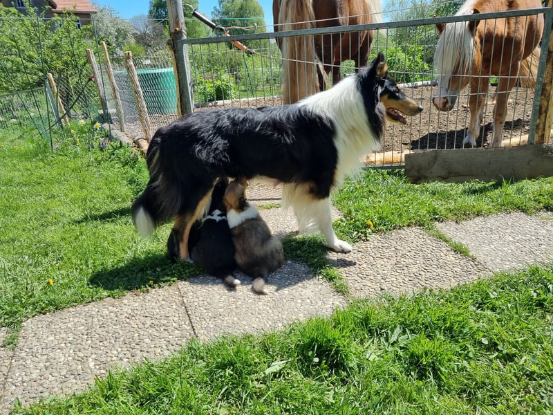 Collie Langhaar Welpen mit VDH Papieren