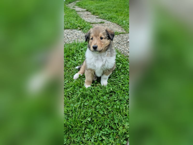 Collie Langhaar Welpen mit VDH Papieren