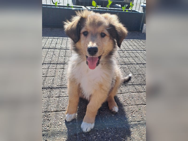 Amerikanischer Collie (Welpen)