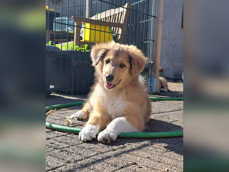 Amerikanischer Collie (Welpen)