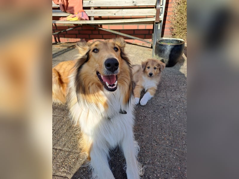 Amerikanischer Collie (Welpen)