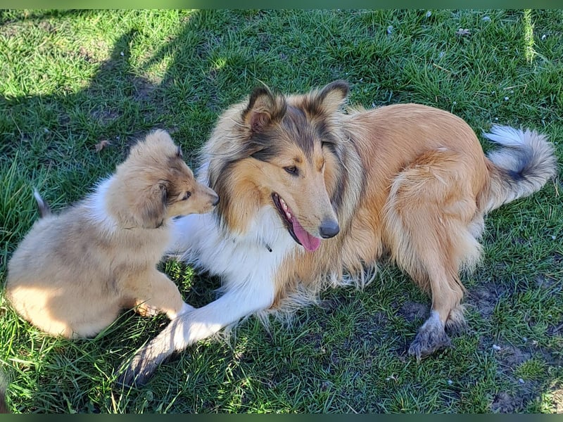 Amerikanischer Collie (Welpen)