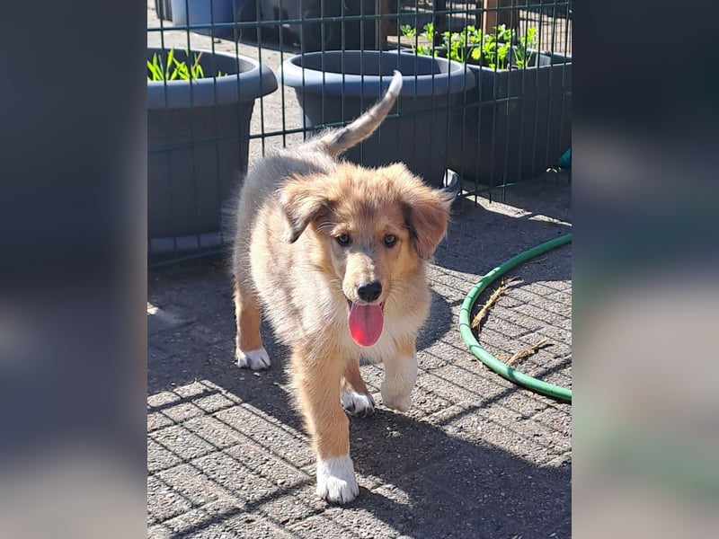 Amerikanischer Collie (Welpen)