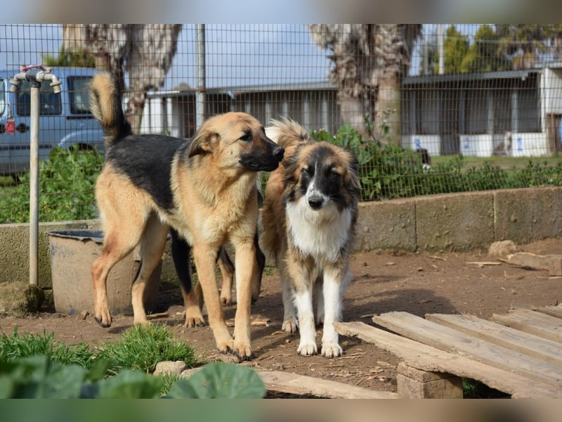 liebste Candy wünscht sich ihr Zuhause für immer
