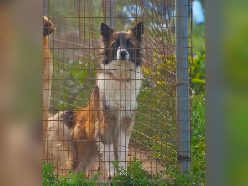liebste Candy wünscht sich ihr Zuhause für immer