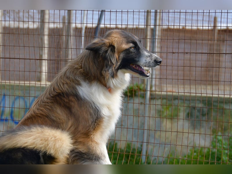 liebste Candy wünscht sich ihr Zuhause für immer