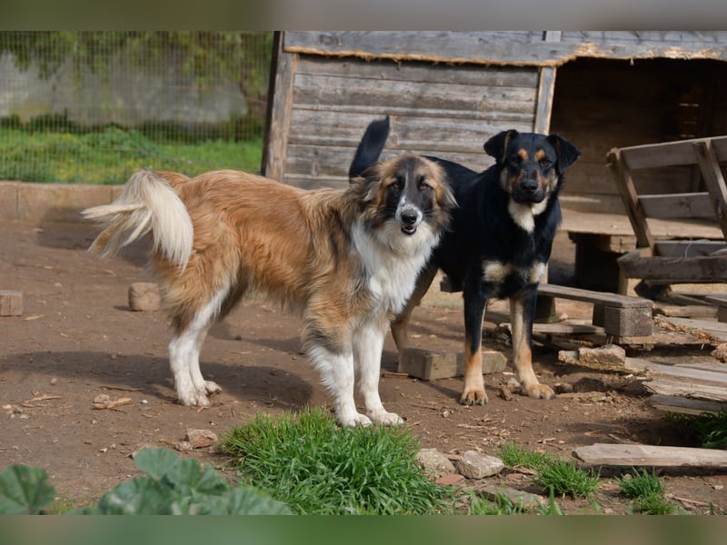 liebste Candy wünscht sich ihr Zuhause für immer
