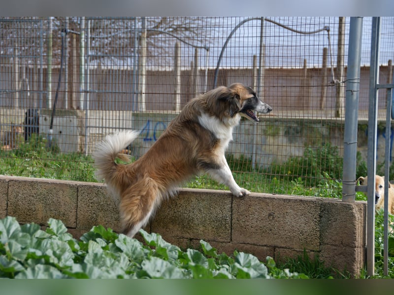 liebste Candy wünscht sich ihr Zuhause für immer