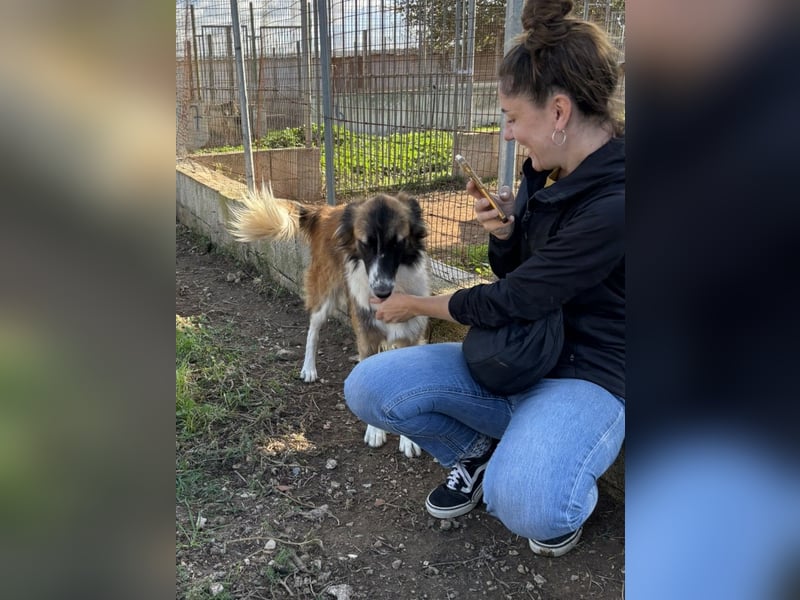 liebste Candy wünscht sich ihr Zuhause für immer