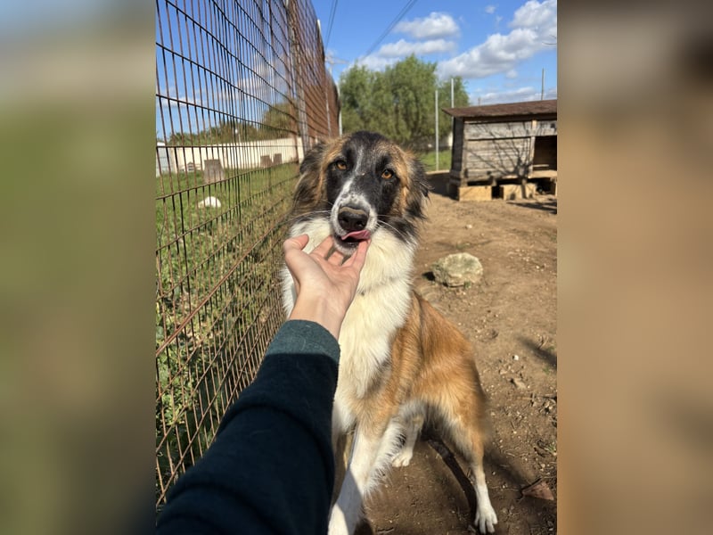 liebste Candy wünscht sich ihr Zuhause für immer