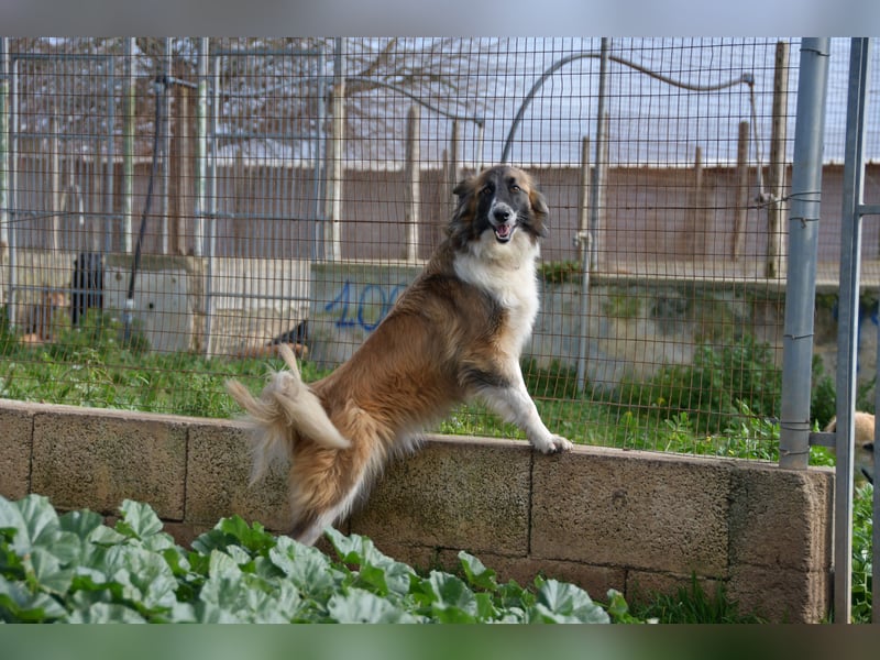 liebste Candy wünscht sich ihr Zuhause für immer