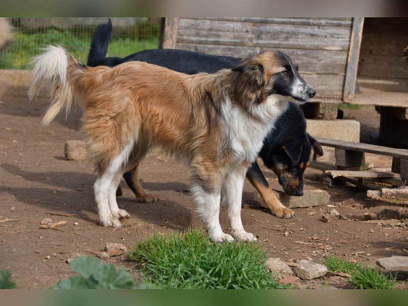 liebste Candy wünscht sich ihr Zuhause für immer