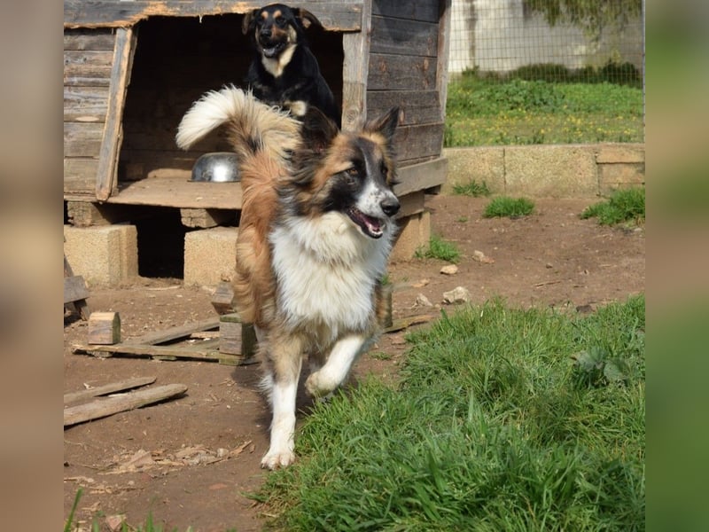 liebste Candy wünscht sich ihr Zuhause für immer