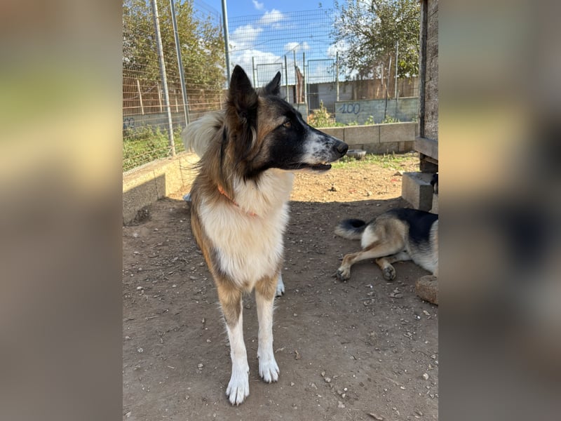 liebste Candy wünscht sich ihr Zuhause für immer