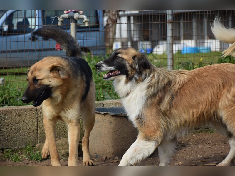 liebste Candy wünscht sich ihr Zuhause für immer
