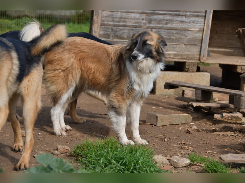 liebste Candy wünscht sich ihr Zuhause für immer