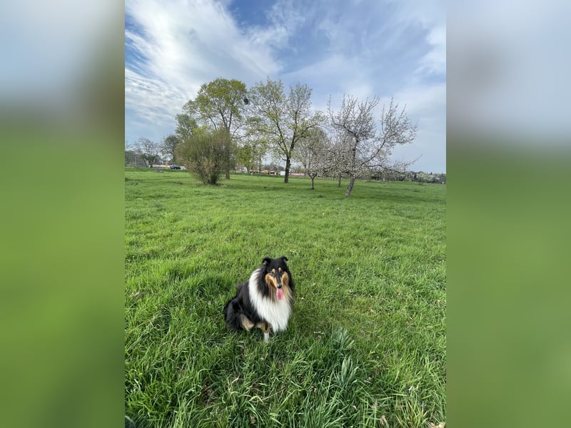 Deckrüde Rough Collie