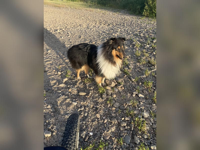 Deckrüde Rough Collie