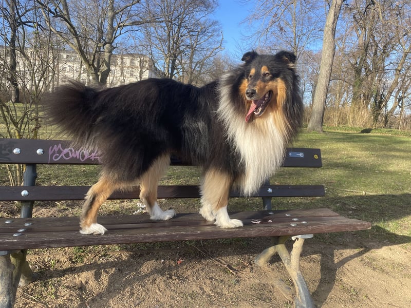 Deckrüde Rough Collie