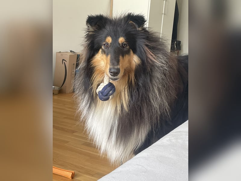 Deckrüde Rough Collie