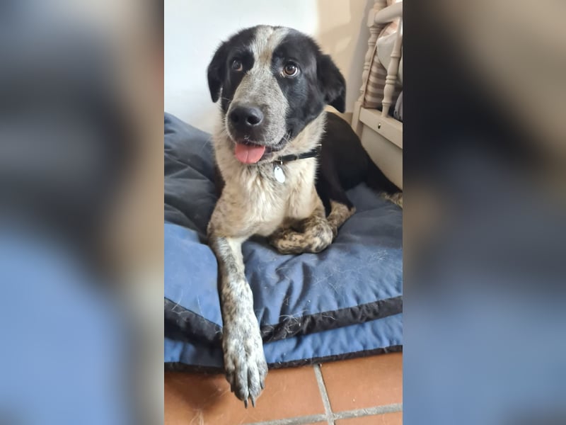 DANNY - ein Juwel auf vier Pfoten