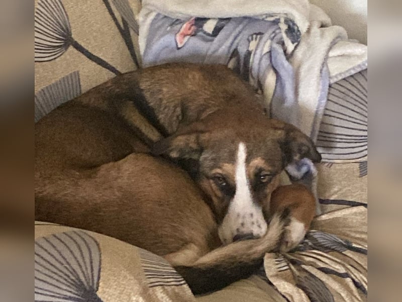 Ketty sucht ihr eigenes Körbchen