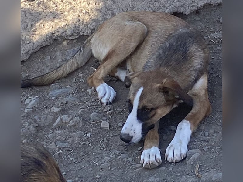 Ketty sucht ihr eigenes Körbchen