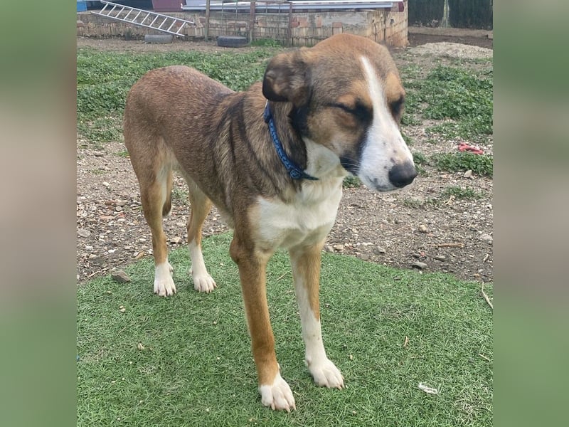 Ketty sucht ihr eigenes Körbchen