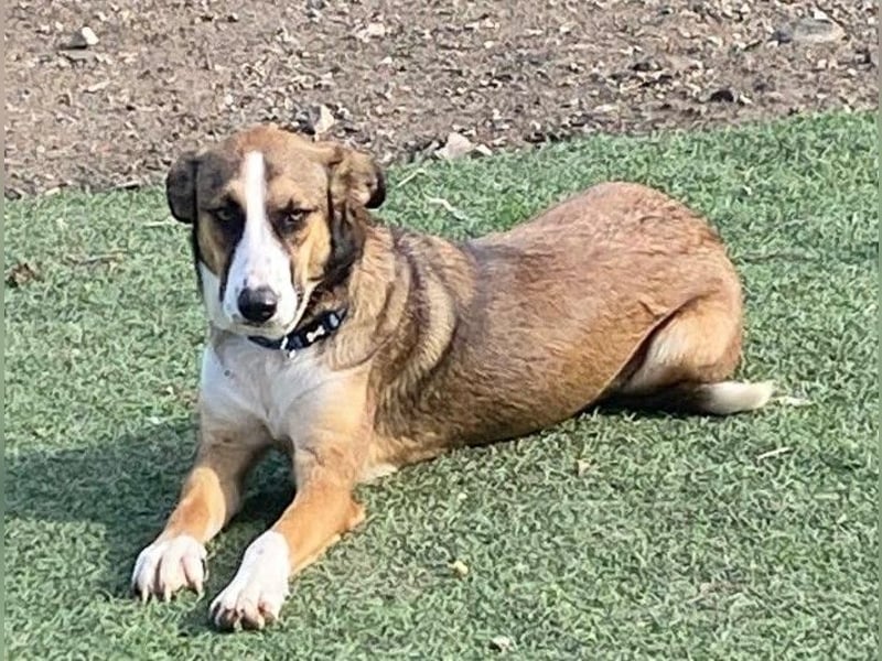 KETTY wünscht sich ihr eigenes Zuhause