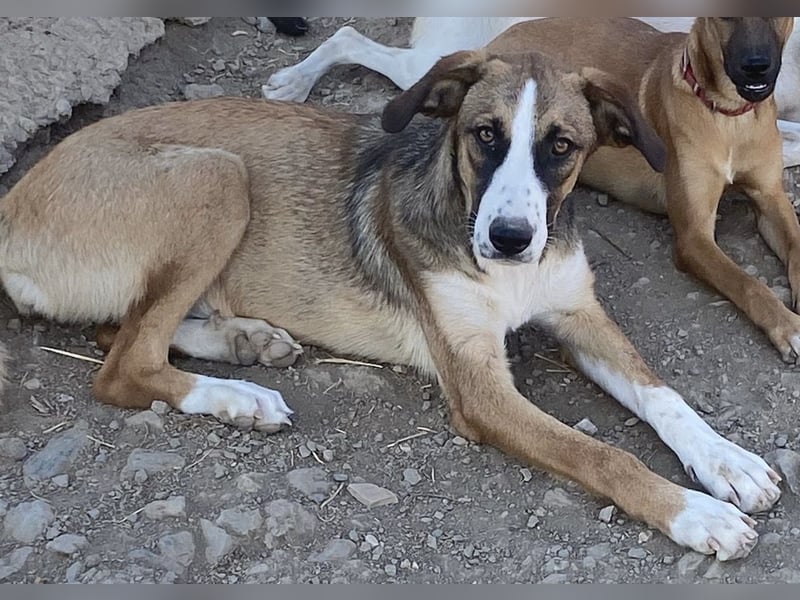 Ketty sucht ihr eigenes Körbchen