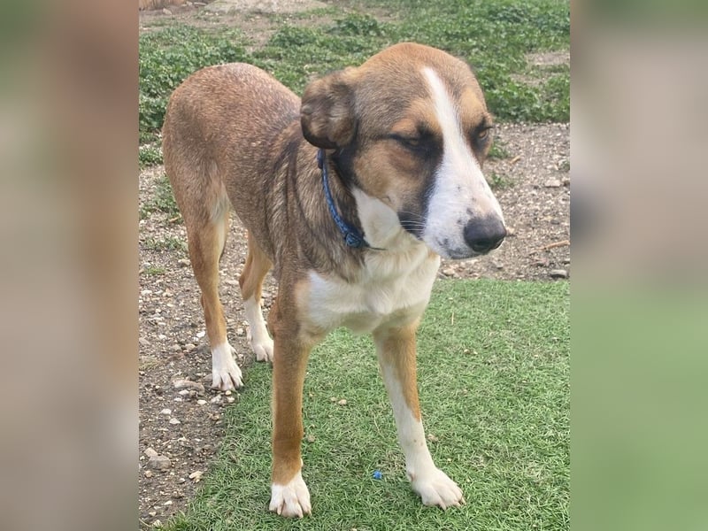 Ketty sucht ihr eigenes Körbchen