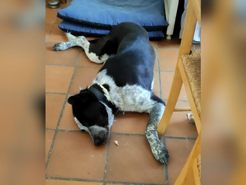 DANNY - ein Juwel auf vier Pfoten