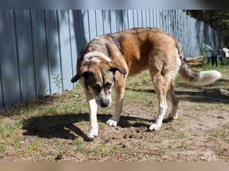 Buffy,Herdenschutzhund-Collie-Mix, geb. 2021, su. erfahrene Menschen