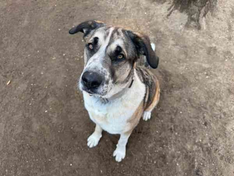 Buffy,Herdenschutzhund-Collie-Mix, geb. 2021, su. erfahrene Menschen