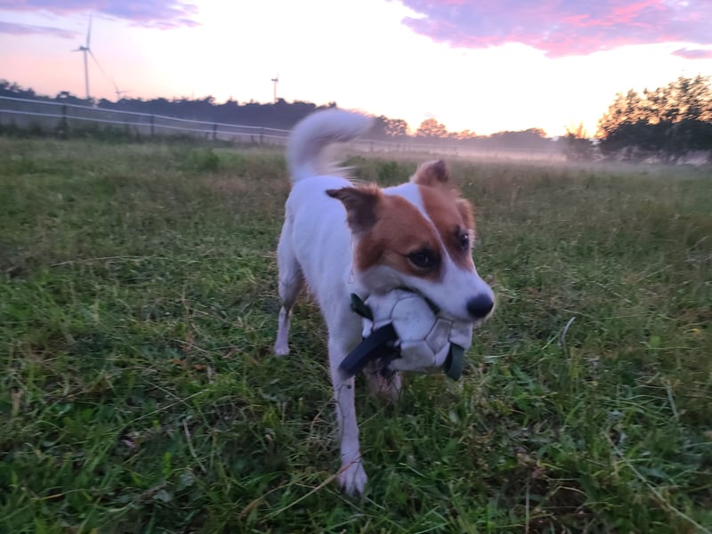 Traumhund abzugeben