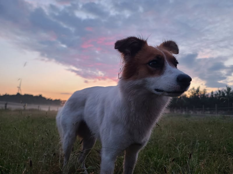 Traumhund abzugeben