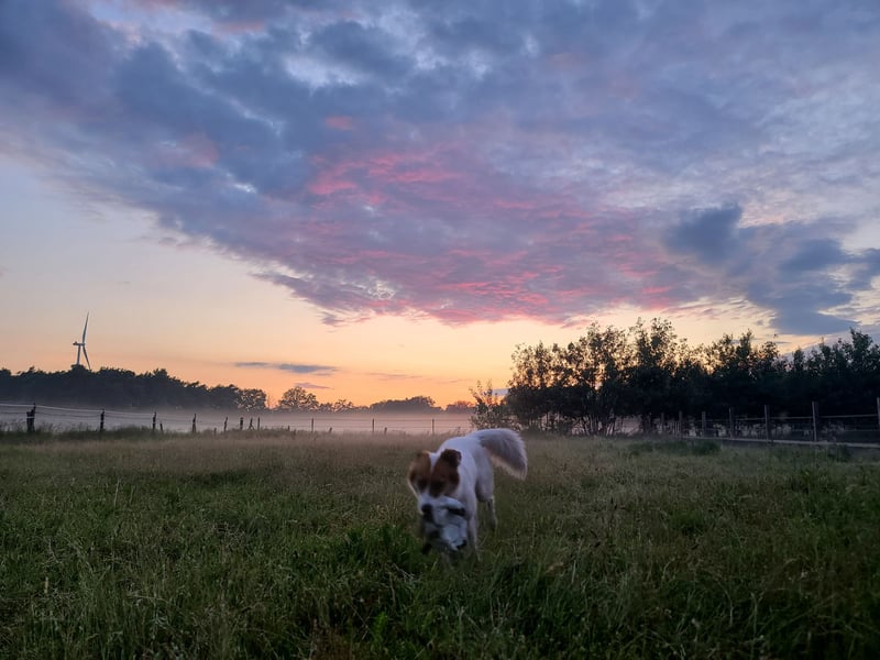 Traumhund abzugeben