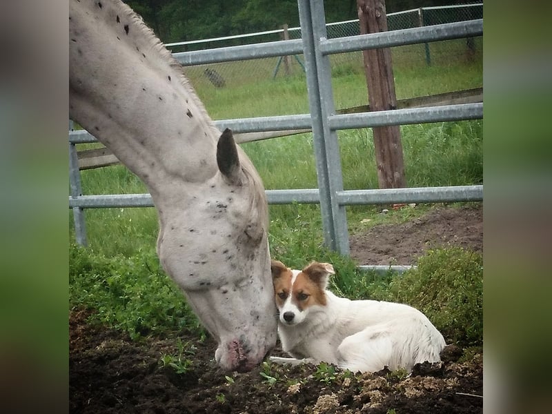 Traumhund abzugeben