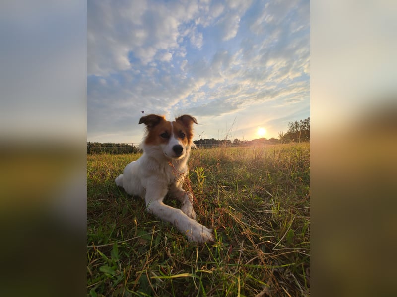 Traumhund abzugeben