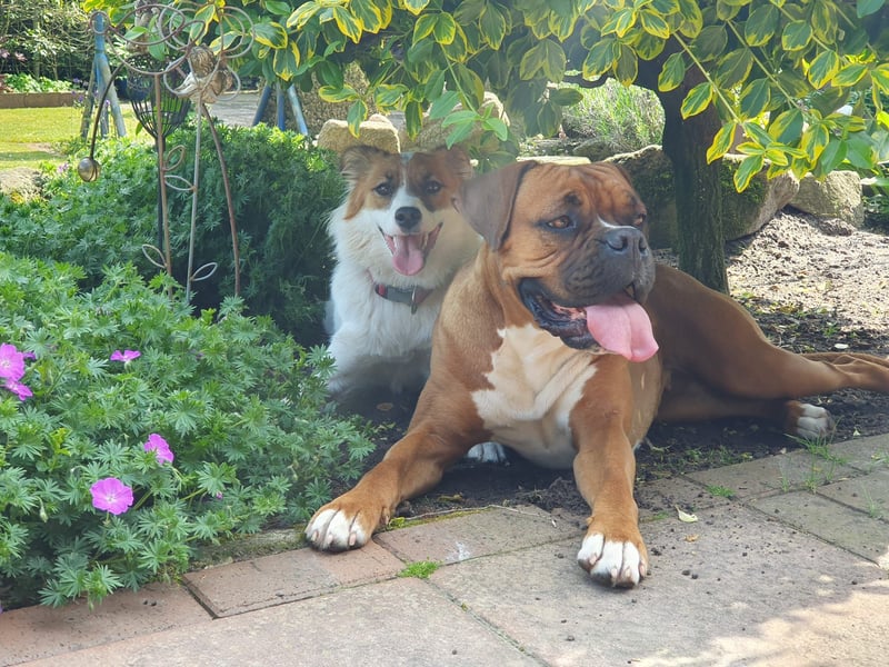 Traumhund abzugeben