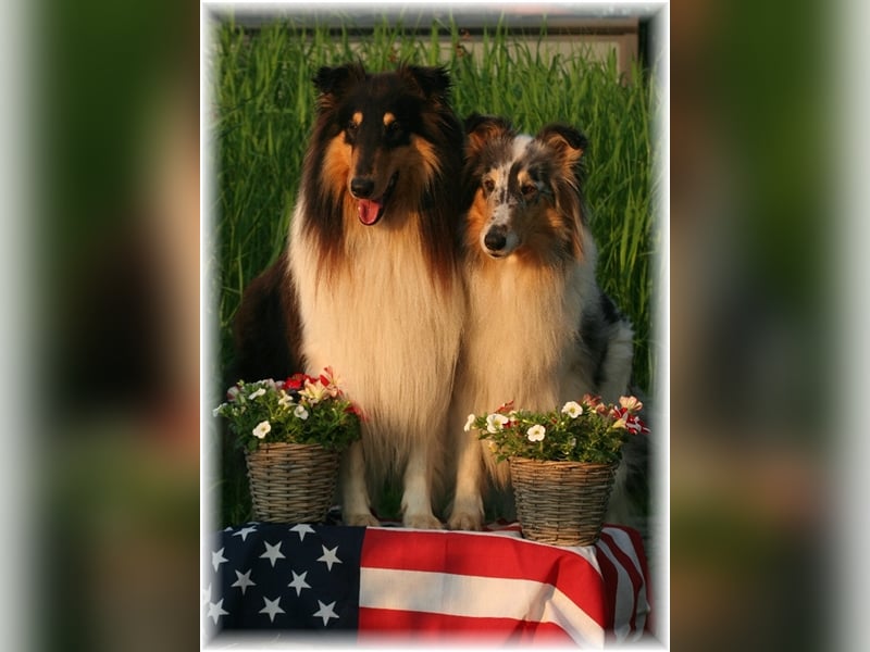 Collie Welpe amerikanische Line Tricolor Rüde /Hündin