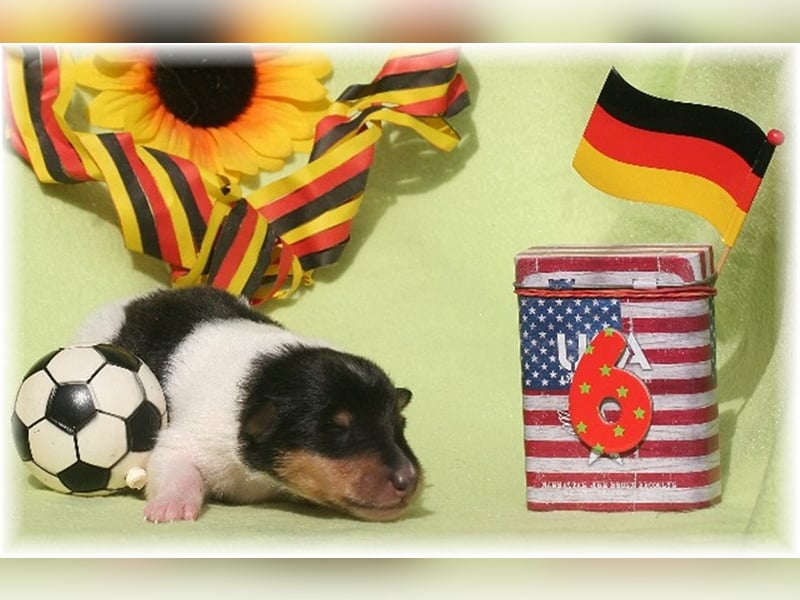 Collie Welpe amerikanische Line Tricolor Rüde /Hündin