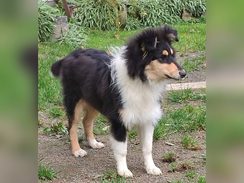 Collie Welpen aus VDH Zucht