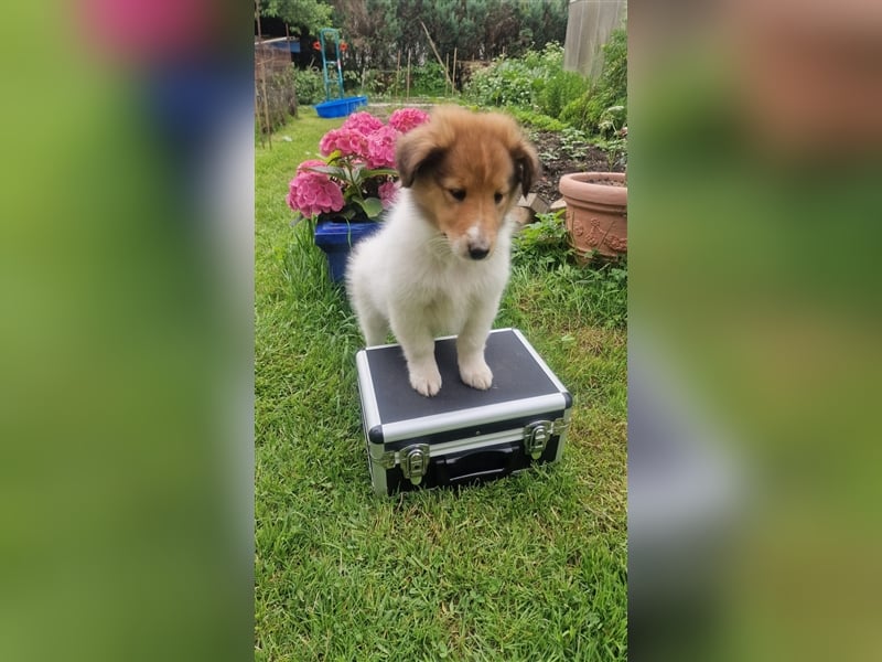 Amerikanische Collie Welpen