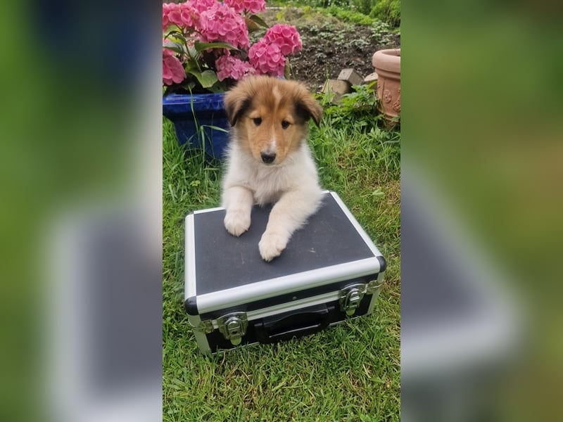 Amerikanische Collie Welpen